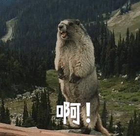 身边到处是天敌，依旧泛滥成灾！旱獭：菜鸡的快乐你不懂