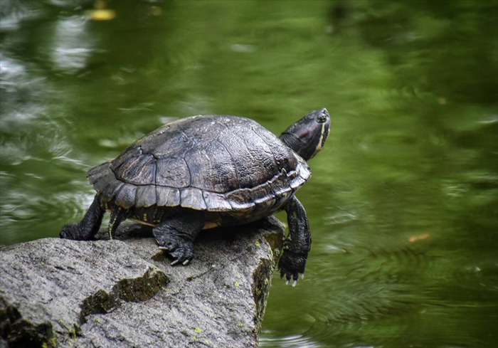 乌龟咬到人怎么样才能让乌龟松口,手被乌龟咬了视频