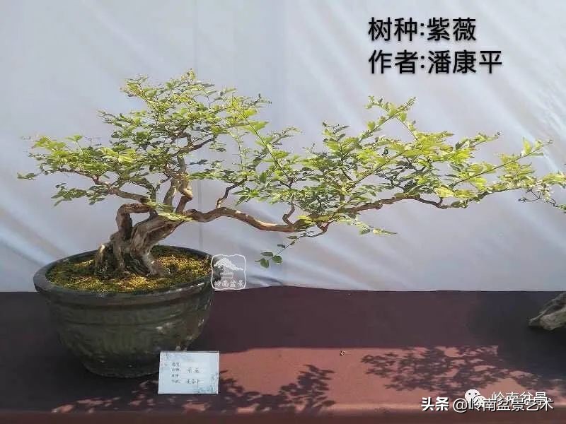 广东的盆景有哪些,适合广东玩的盆景