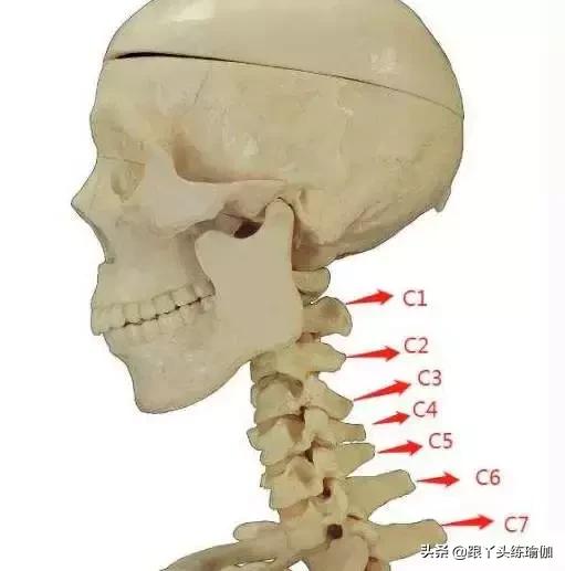 初学瑜伽颈椎基本动作视频,颈椎瑜伽初学入门视频教程