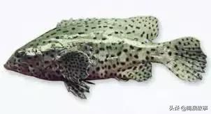 潮汕热销海鲜品种,潮汕常见的海鲜大全