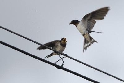 法拉第笼，居安思危