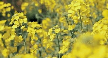 暮春：风住尘香花已尽，清风明月两相依