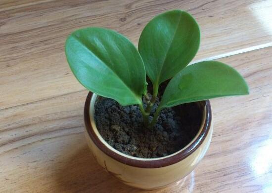 碧玉怎么养才正确,碧玉的养殖方法和注意事项