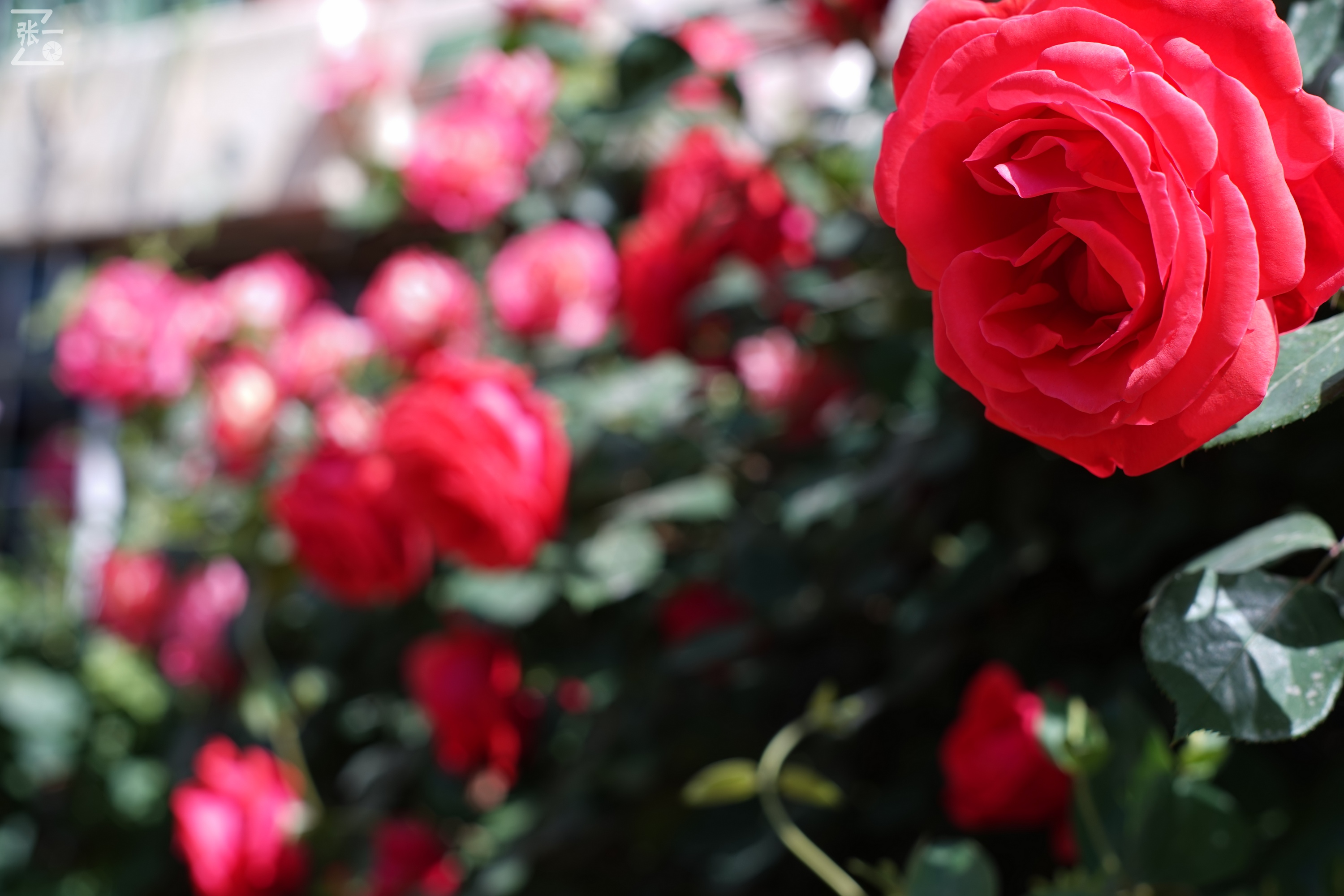 凤凰国产50mm镜头,凤凰索尼e口镜头