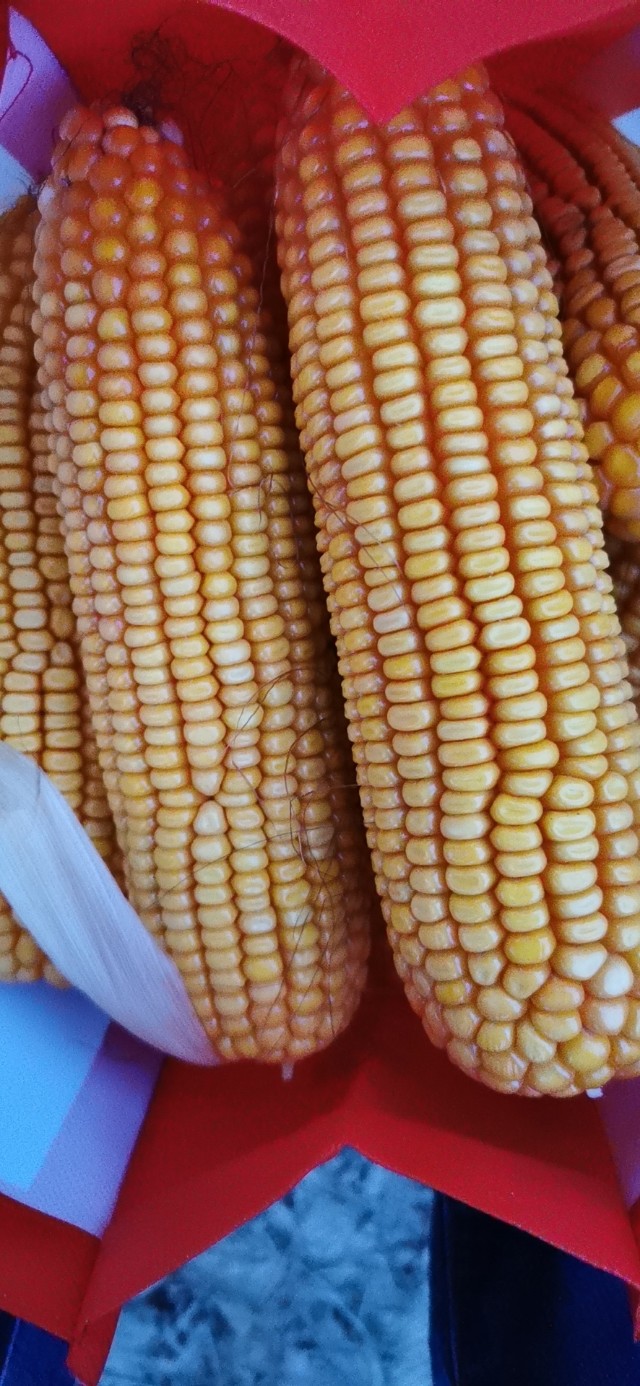 隆平208产量顶呱呱,隆平208玉米品种株高