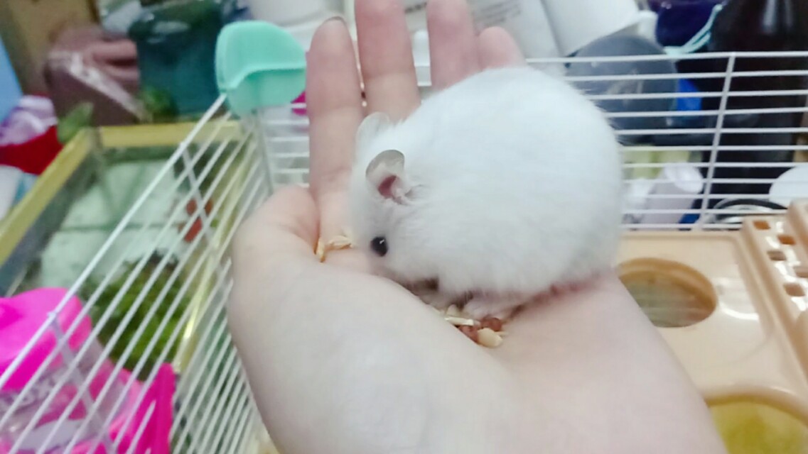 饲养仓鼠的一些注意事项,新手养仓鼠注意事项列表