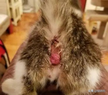 猫咪会长毛囊炎吗,猫咪会长老年斑吗