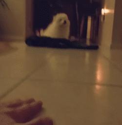 别再说笼养狗狗不好了,小恶魔萨摩耶