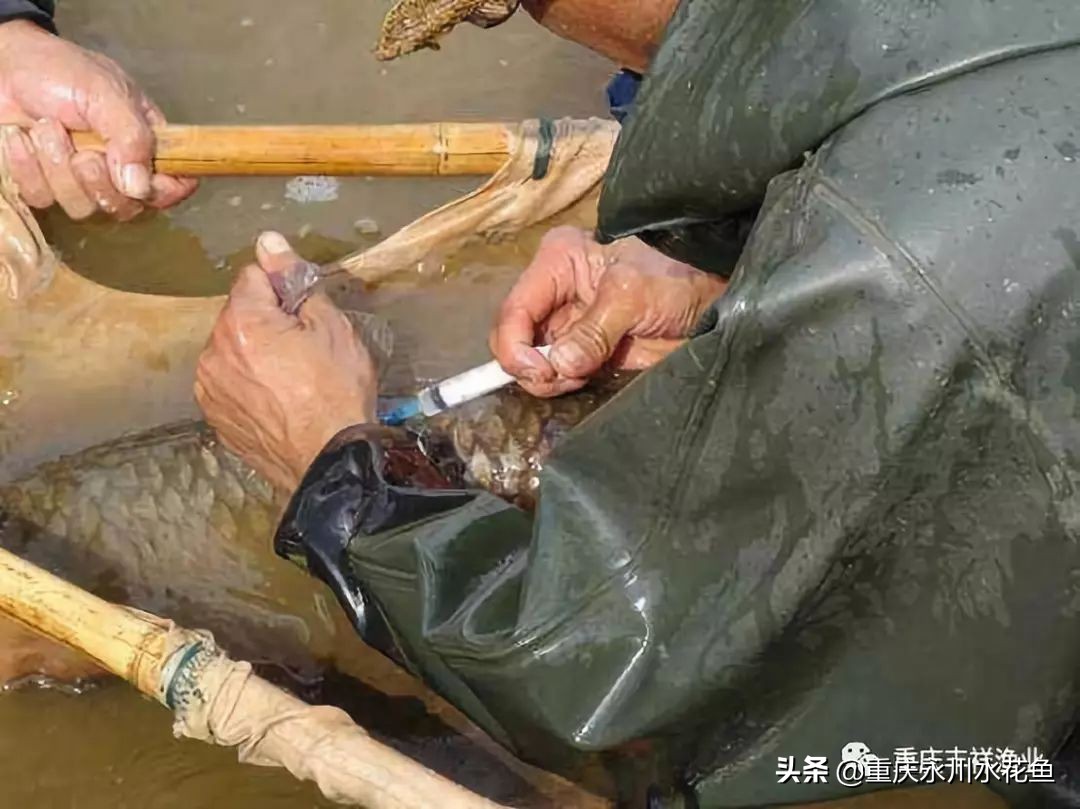 草鱼人工注射疫苗操作的十二要点