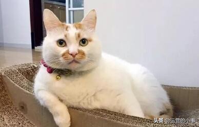 萌宠应该选什么标签,萌宠可以从哪个方面介绍