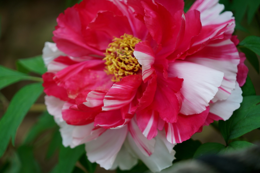 牡丹花；青山吹奏《太湖美》（C调）半音阶口琴演奏