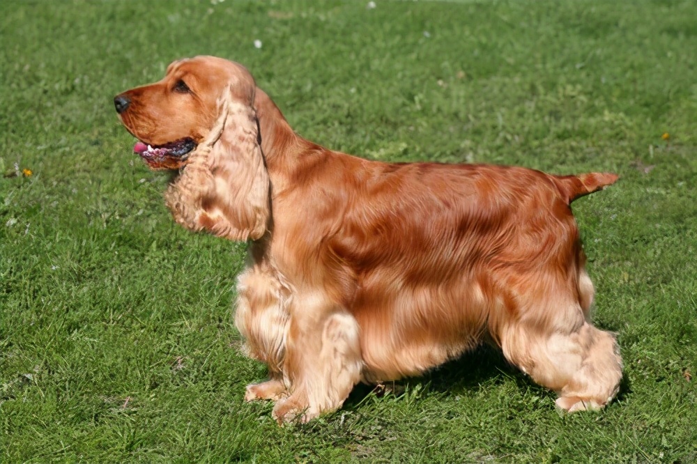 新手养哪种狗狗比较好小型犬,什么狗最好养又听话又粘人小型犬