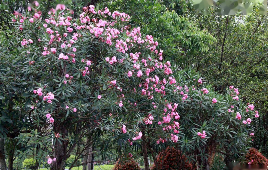 100种最毒的毒花,20种有毒的大毒花