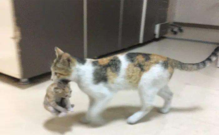 好心人给流浪猫喂食物,给流浪猫喂食物偷偷偷走小流浪猫