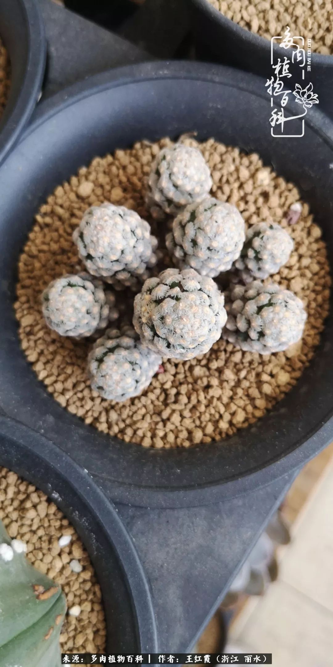 仙人球春天露养条件,仙人球露养条件