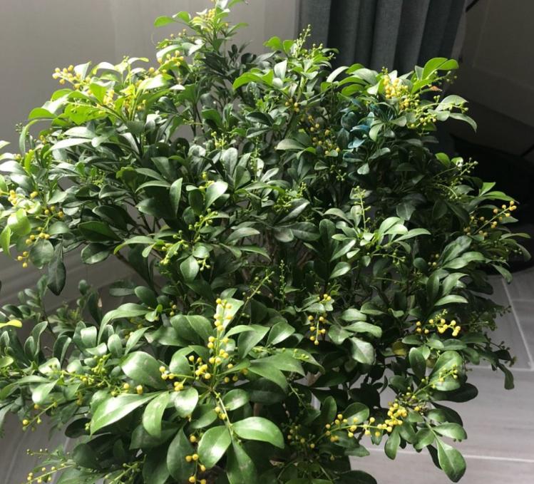 米兰用什么土养殖方法,米兰盆栽的养殖方法和注意事项