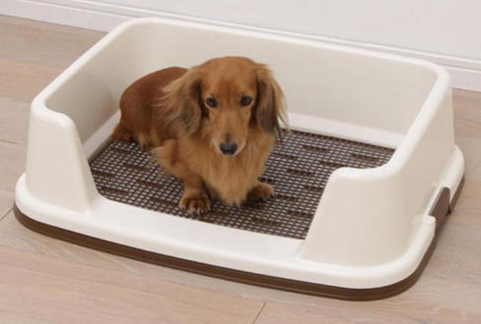 狗狗总是乱尿?教你排查原因+解决乱尿问题