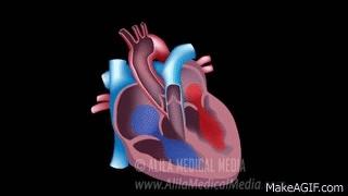 犬猫心脏快速筛查,犬猫的血压正常范围是多少