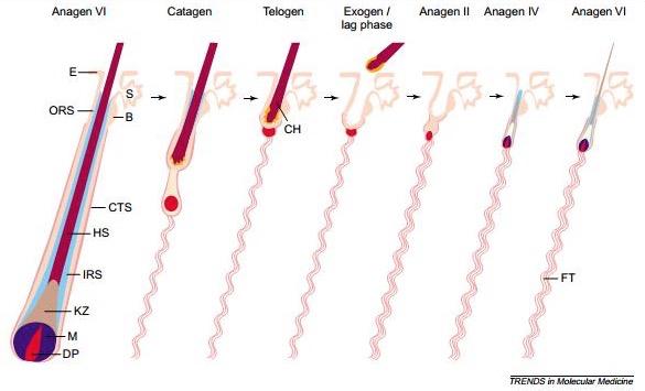 秃发前期头发的样子,斑秃脱发发根又细又白