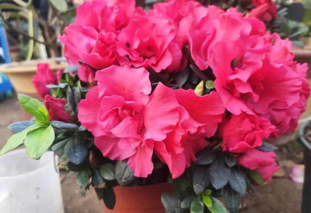 养杜鹃的十大注意事项,养杜鹃花要注意些什么