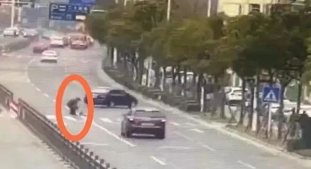 小狗被车碾压怎么赔偿,宠物狗被汽车撞了该如何赔偿