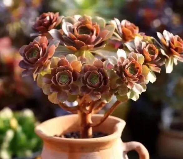 多肉法师韶羞现在能摘心吗,韶羞法师和荷兰玫瑰法师的区别