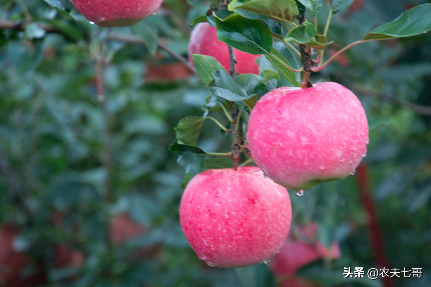 嘎啦苹果和普通苹果区别,嘎啦苹果与红富士口感区别