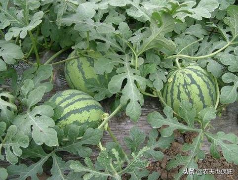 西瓜看纹路是什么原理,西瓜熟的纹路是什么样