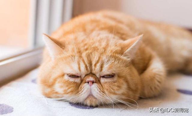 猫咪的性别用什么符号表示,刚出生的猫咪怎么分辨性别