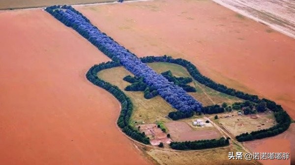 由七千棵树组成的“吉他森林”，竟包含着一个凄美的爱情故事