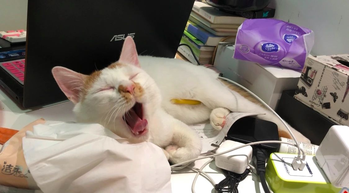 家猫引入中国的记载,家猫是恐猫演变而来的吗