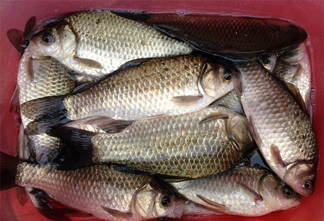 为什么自制的饵料钓不上来,自己做的饵料怎么没有鱼上钩