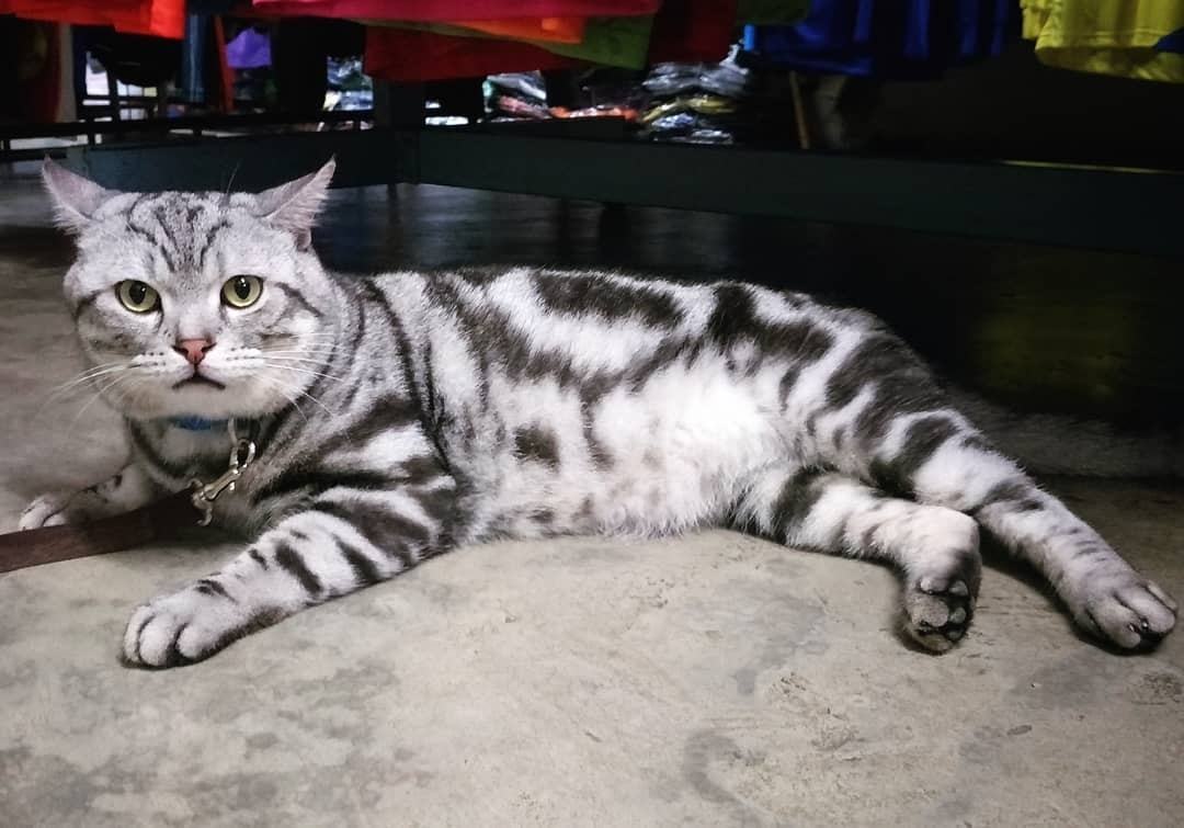 哪种猫好养又美短,好养的猫品种排行榜