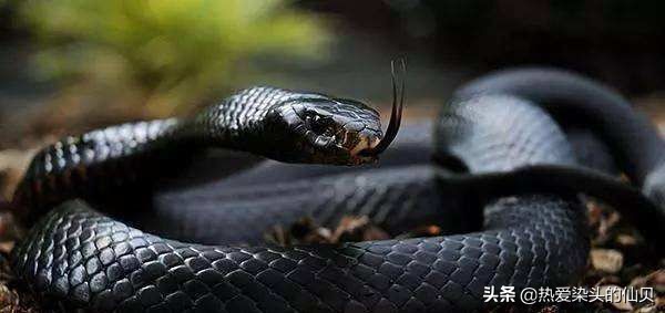 蛇类中爬行最快的,蛇类无骨骼爬行动物
