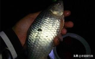 夜钓小故事大全集,为什么夜钓钓到死鱼必须收竿走人