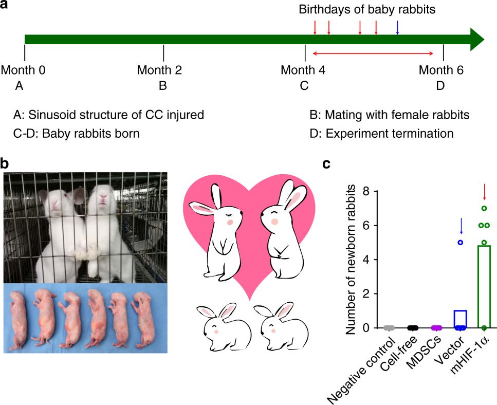 3D打印结合干细胞技术，重建海绵体损伤，恢复雄兔生育功能