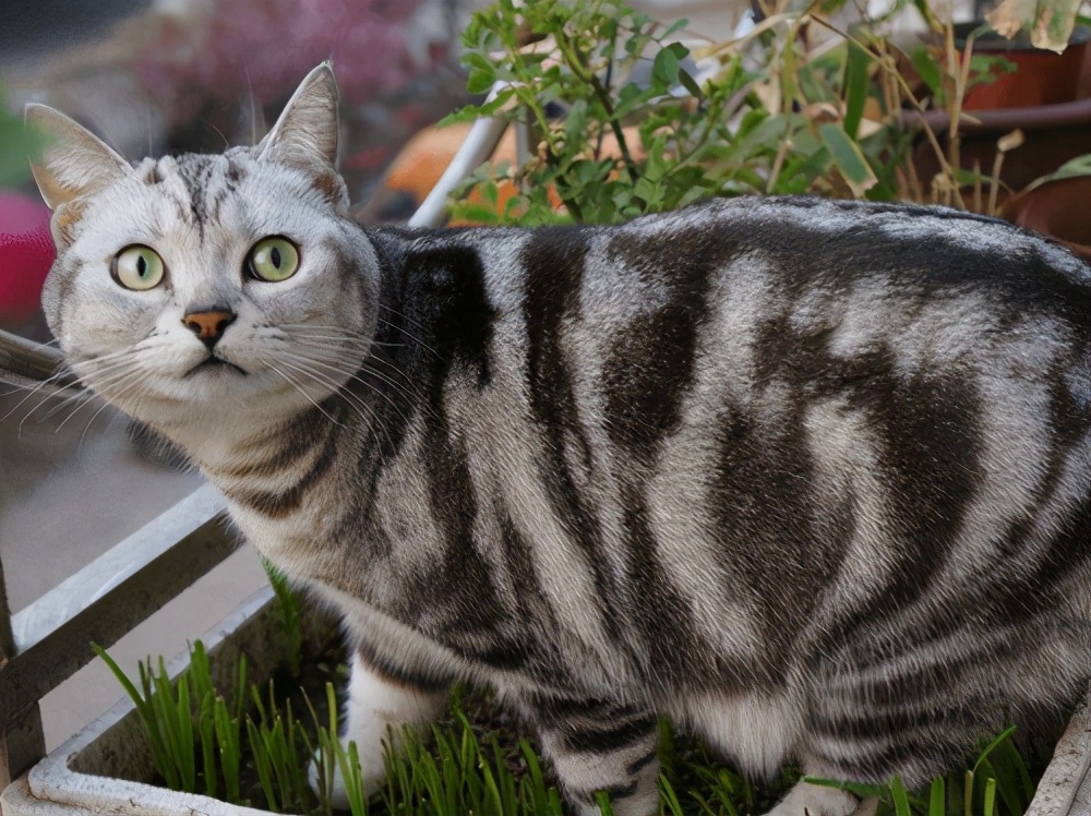 英短母蓝猫为什么脸那么尖,母猫都是尖脸吗