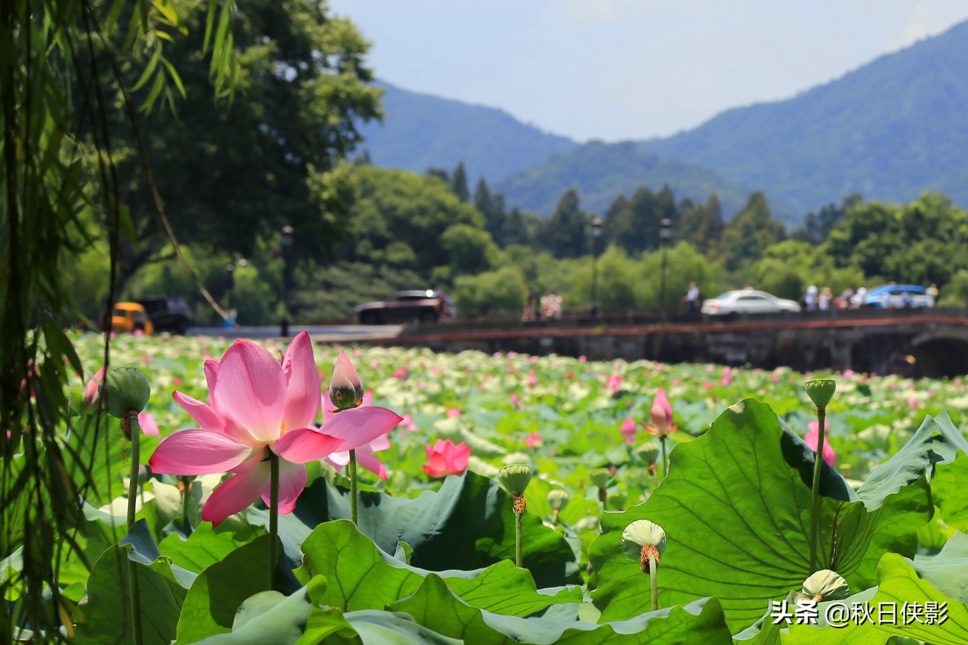 蓝天白云下的荷花“盛宴”，寻访夏日西湖之美，打卡趁现在
