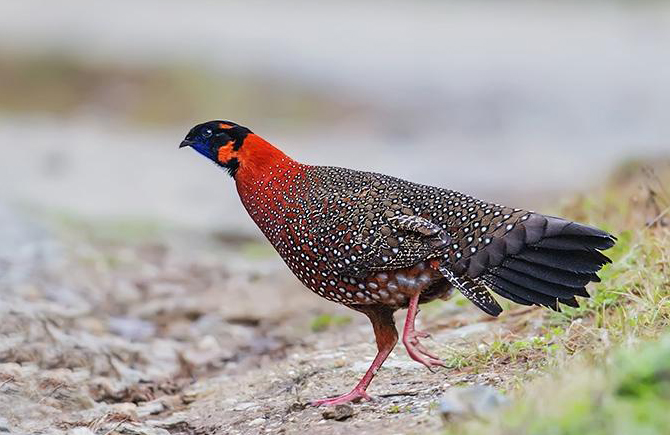 东江揽胜,惠州淡水常见鸟类图谱