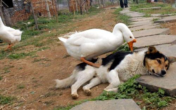 兔子把鸡咬秃了,兔子眼睛被鸡啄瞎了