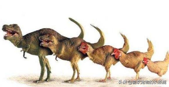 鸡的祖先真的是霸王龙吗,鸡的祖先是霸王龙的亲戚吗