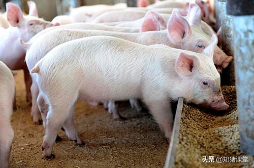 养猪户如何给猪开胃增食,猪食欲不好怎么解决