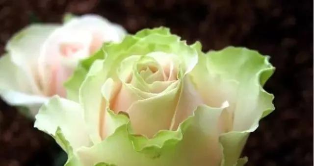 玫瑰有几种品种图片及名称,玫瑰品种分类名称及图片介绍