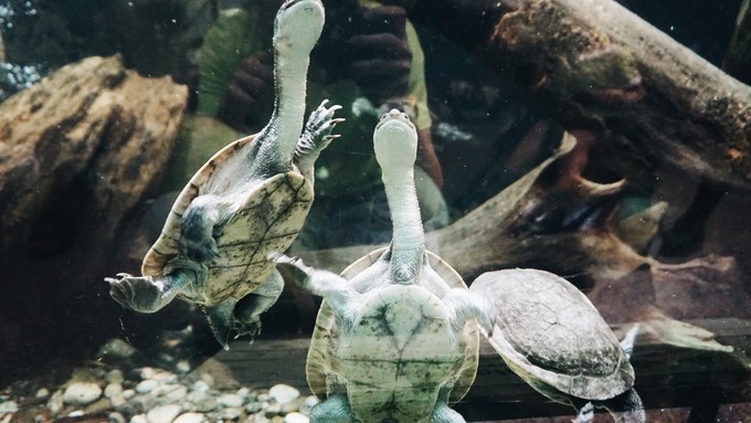 狮城新加坡自由行,新加坡7日游攻略