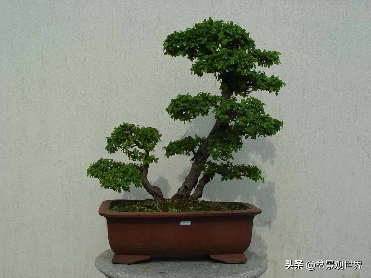 适合家庭栽的寓意好的八种树,适合庭院种植的8种树大气美观