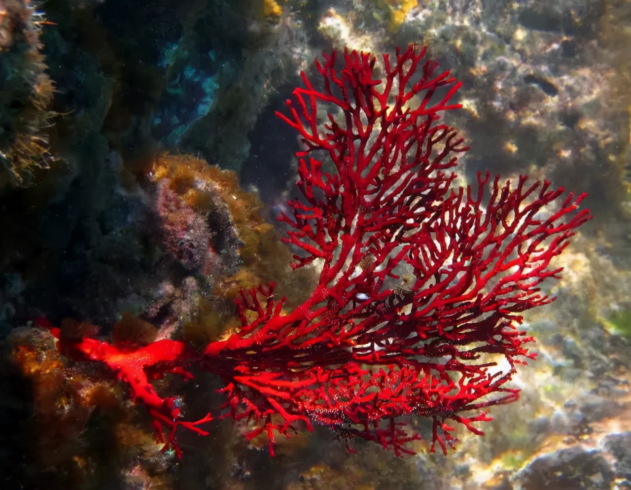 清朝官帽上的珠子值不值钱,清代官员的官帽上有黑珠是几品官