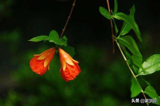 五月繁花似锦生机盎然,繁花似锦的六月诗词