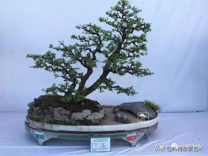 最美的100盆雀梅盆景,雀梅盆景第一年修剪视频