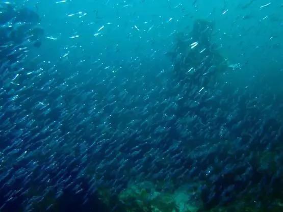 超市里一块钱一包的小辣鱼，到底能不能放心吃？